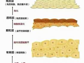 七老激素脸,玫瑰皮,脂皮,皮肤修护过程中为什么让你一定要抗炎,调理内在的慢性炎症水平