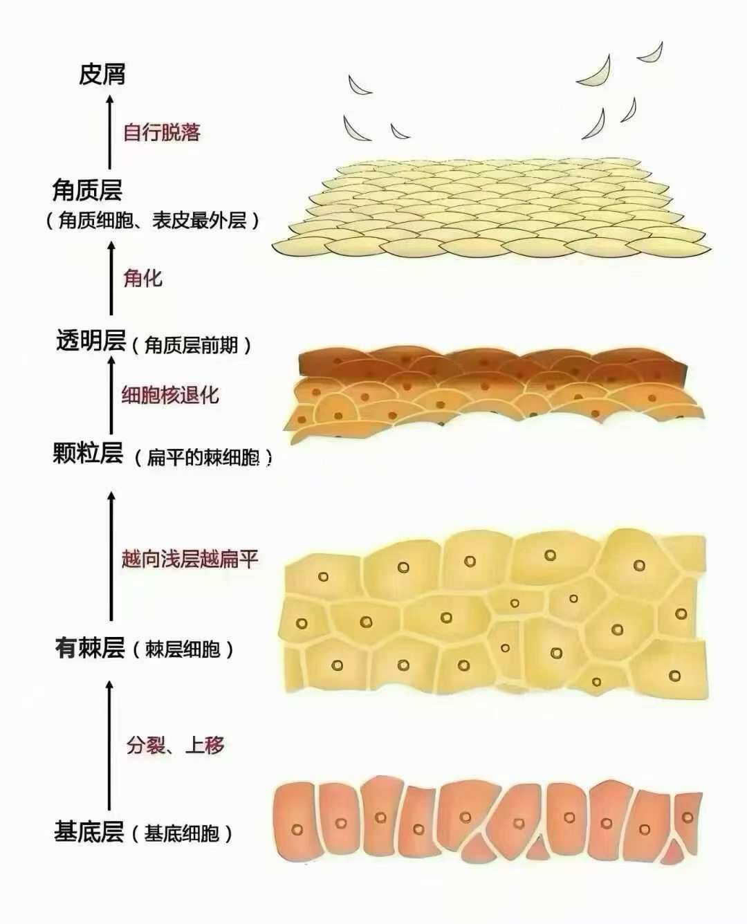 七老激素脸，玫瑰皮，脂皮，皮肤修护过程中为什么让你一定要抗炎，调理内在的慢性炎症水平