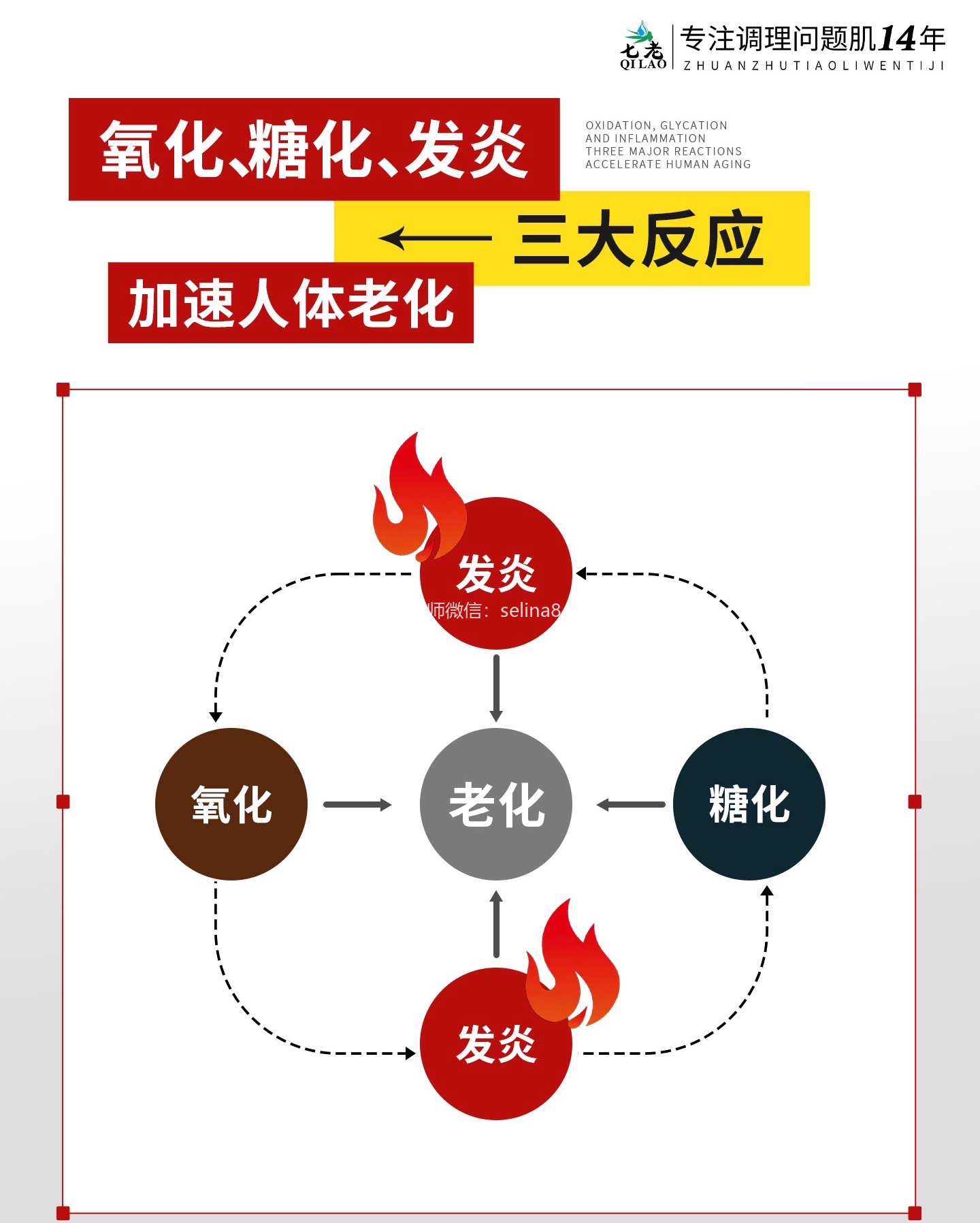 七老洪晴专业知识科普→氧化糖化发炎三大反应加入人体衰老老化